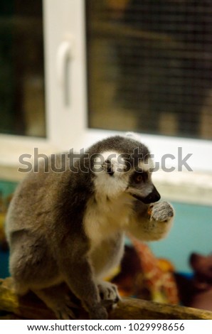 Сute neat ringtail cat catta lemur lemurs sits sitting on a wooden log and eats eating dried fruit nut nuts