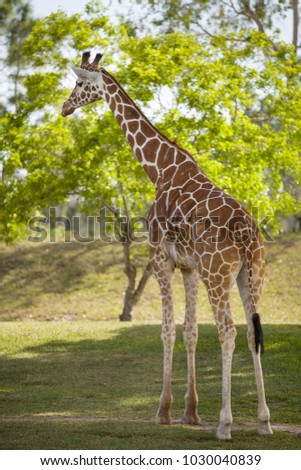 Giraffe walking and eating tree leaves in a shadow. Safari.