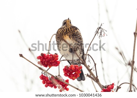 Bird on a tree branch. Photo