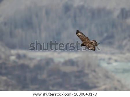 Buzzard in flight over mountains