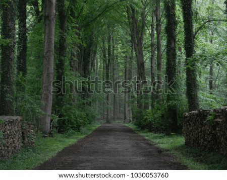 A path in a Belgian forest (Hallerbos)