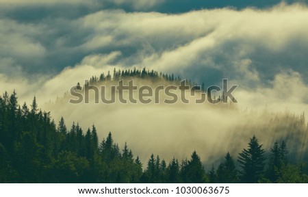 Forest mountain with the conifer trees in mist