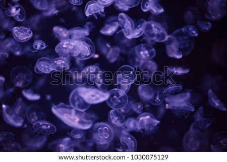 Beautiful colorful jellyfish  aquarium