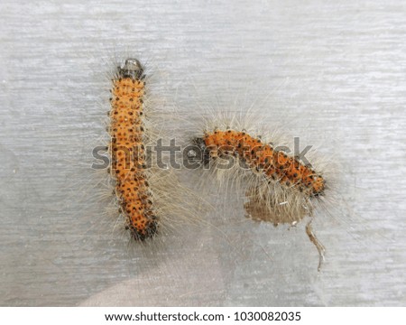 Red and black worms isolated on a wooden background.