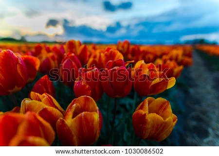 Flowers tulips field 