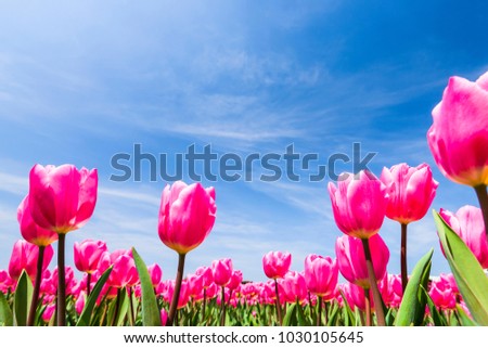 Beautiful tulips on blue sky background