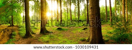Beautiful forest with bright sun shining through the trees Royalty-Free Stock Photo #1030109431