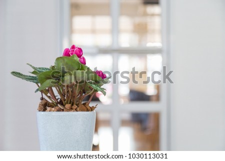 beautiful pink flower with green leaves in a white ceramic pot with a white door background.