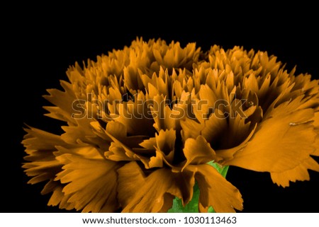 Yellow carnation flower.beautiful carnation flower  , Blooming  carnation flower on blackbackground.