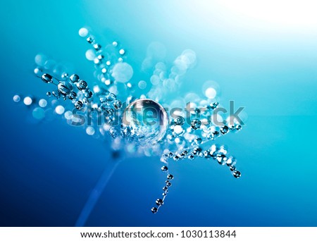 Transparent drops of water on a dandelion macro flower. Sparkling droplets water. Beautiful bright blue floral background. Amazing startling colorful artistic image of nature Royalty-Free Stock Photo #1030113844