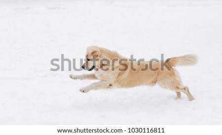 Photo of running labrador on winter walk