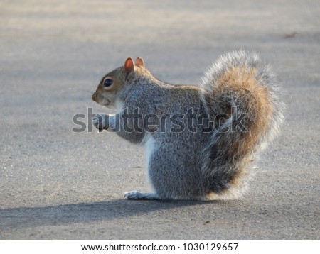 beautiful gray squirrel