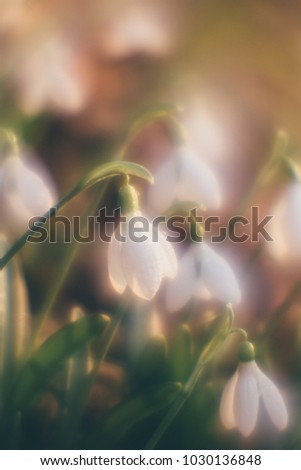 Snowdrops in the sunlight. Close-up and soft focus.
