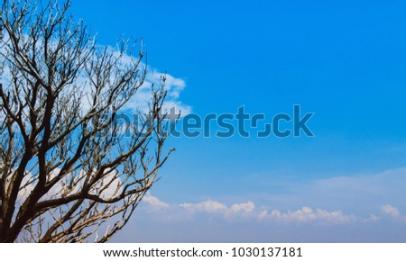 Beautiful Tree branches against blue sky with clouds with copy space. Nature background