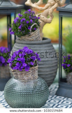 Close up of small bluebells called campanula in a flower pot on the table with decorative elements in the background. Selective focus.