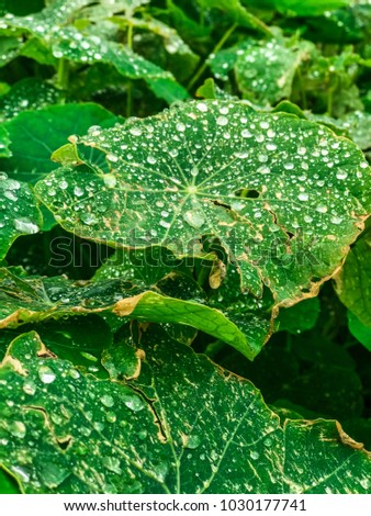 Photograph made with a mobile of some leaves covered by drops of the recent rain.