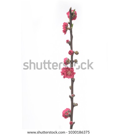 cherry blossom sakura on white background
