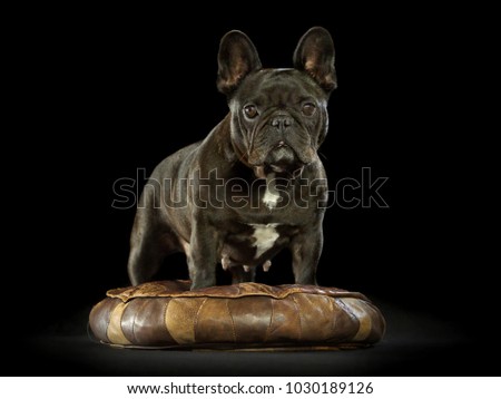 Black french bulldog in studio with black background standing on brown leather cushion