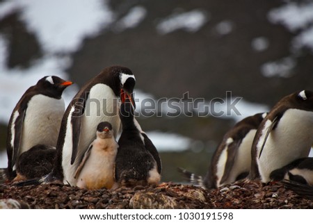 gentoo penguin feeding it's chick, antarctica