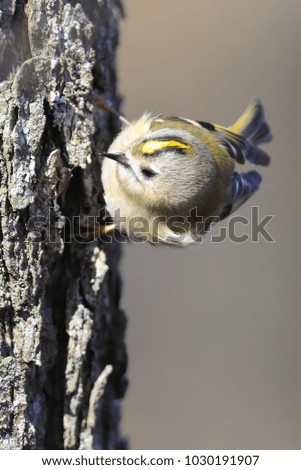 Goldcrest in the tree