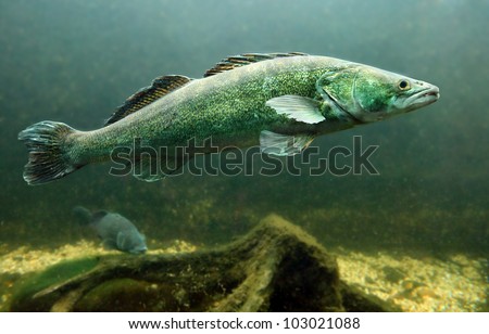 Underwater photo of a big Zander or Pike-perch (Sander lucioperca). Trophy fish in Hracholusky Lake - Czech Republic, Europe. Royalty-Free Stock Photo #103021088