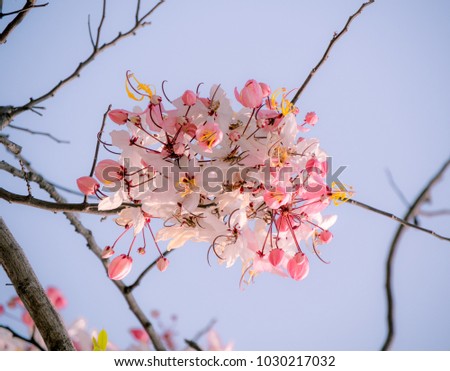 Thai sakura blossom. Cassia bakeriana. Pink flower. Pink blossom. Thai sakura flower. Pink pastel tone. Pink sakura flower.
