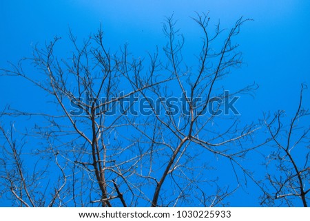 Dry twig on the tree in Black and white.On isolated white background.Dry tree brown Separated from the blue background.