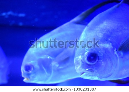 Pompanos are marine fishes in the genus Trachinotus.Their appearance is deep-bodied and mackerel-like, typically silver and toothless, with a forked tail and narrow base. 