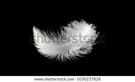 Close up white bird feather,soft and sooth feather for comfortable bed concept.