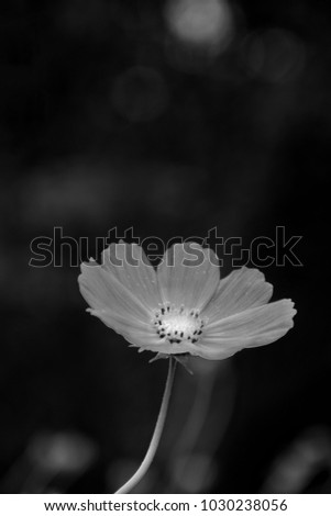   Closeup   Black and white cosmos.Closeup  Photos, behind the flowers Black and white cosmos .Photos water drops on the flower blossom.On back  background. 