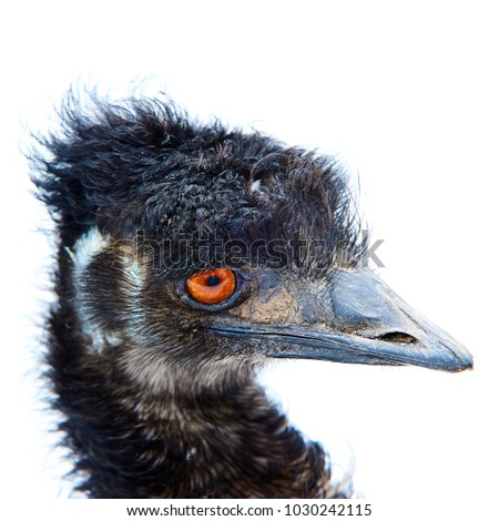 Close up of Emu. Isolated on white background