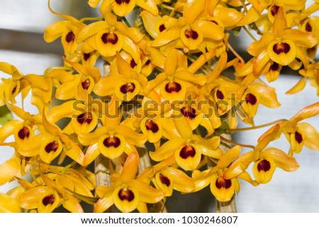 Dendrobium friedericksianum Rchb. f.Orchid flower color rest thereby a beautiful.