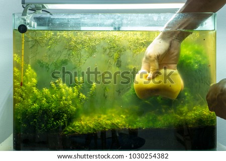 Cleaning aquascape tank nature style. Cleaning plant under water in tank glass.