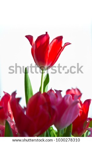 Isolated bossy red tulip (Tulipa Pretty Woman) standing above the others. White background with free space for a text above the tulip.