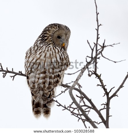 Ural owl in natural habitat (strix uralensis)