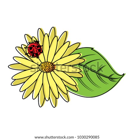 flower daisy ladybug and leaves decoration natural