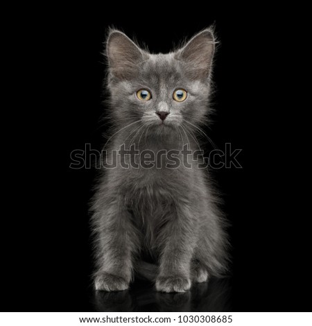 Gray Kitten, Sitting and Looking Amazement in Camera, on Isolated Black Background, front view