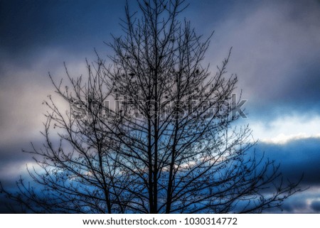 Tree branches are against the sky and clouds