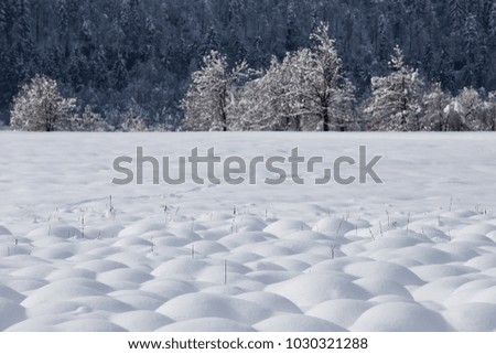 Snowy landscape with fresh snow on the field and idyllic snowy trees, Planina field, Slovenia, background, desktop