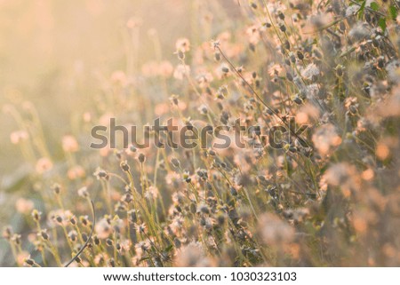 Meadow and warm sunlight in the morning so beautiful and feel good.
