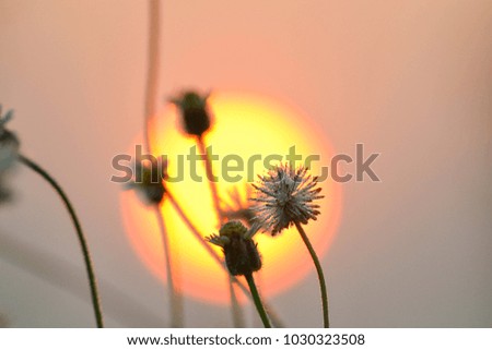 Meadow are beautiful make you feel good when the sun is setting. Grass flower and sunset.