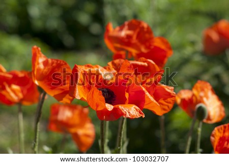 poppy flowers blooming at springtime