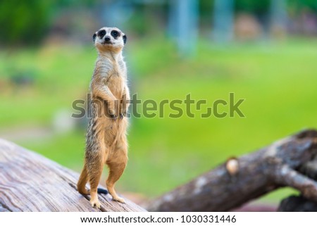 Portrait of Meerkat Suricata suricatta, African native animal, small carnivore belonging to the mongoose family Royalty-Free Stock Photo #1030331446