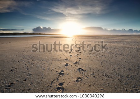 foot tracks to sunshine on horizon, Texel Royalty-Free Stock Photo #1030340296