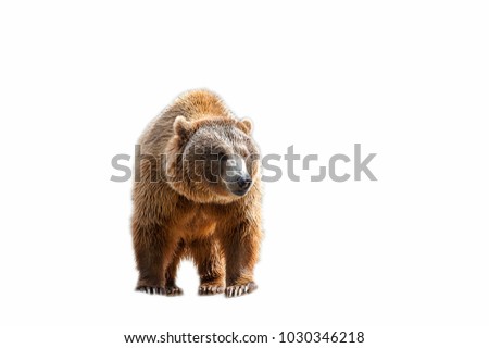 Brown bear (Ursus arctos) isolated on the white background