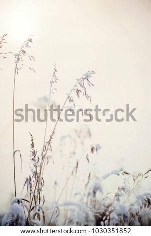 Covered with abundant cattail with frost