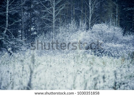 Winter landscape trees and dry grass in the forest covered with frost near the field the beautiful light of the setting sun