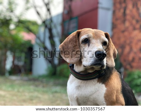 Portrait of Beagle close-up. Beagle is sitting in front of the house and waits for his boss.
