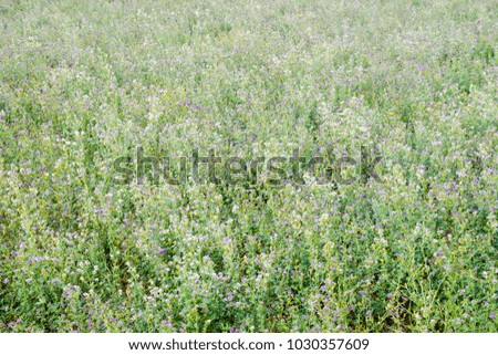 Field of alfalfa. Haymaking from alfalfa. Flowering field in spring