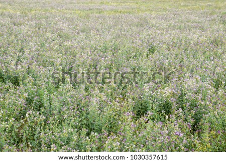 Field of alfalfa. Haymaking from alfalfa. Flowering field in spring